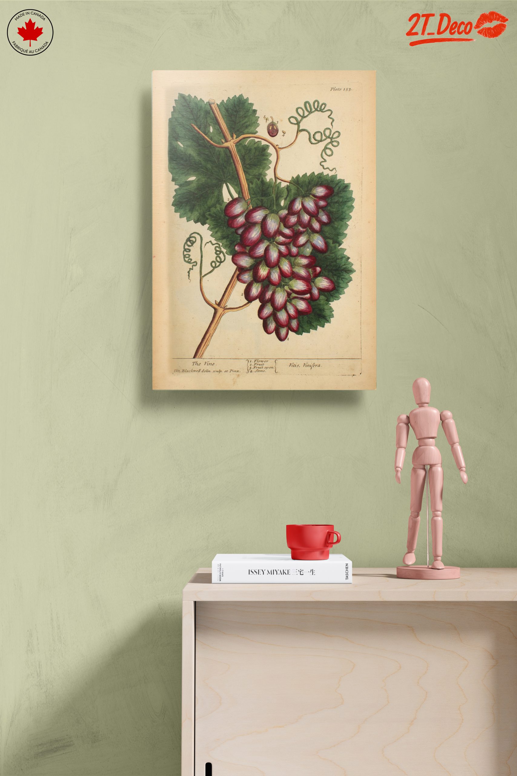 Detailed Botanical Illustration of Grapevine - Image 14