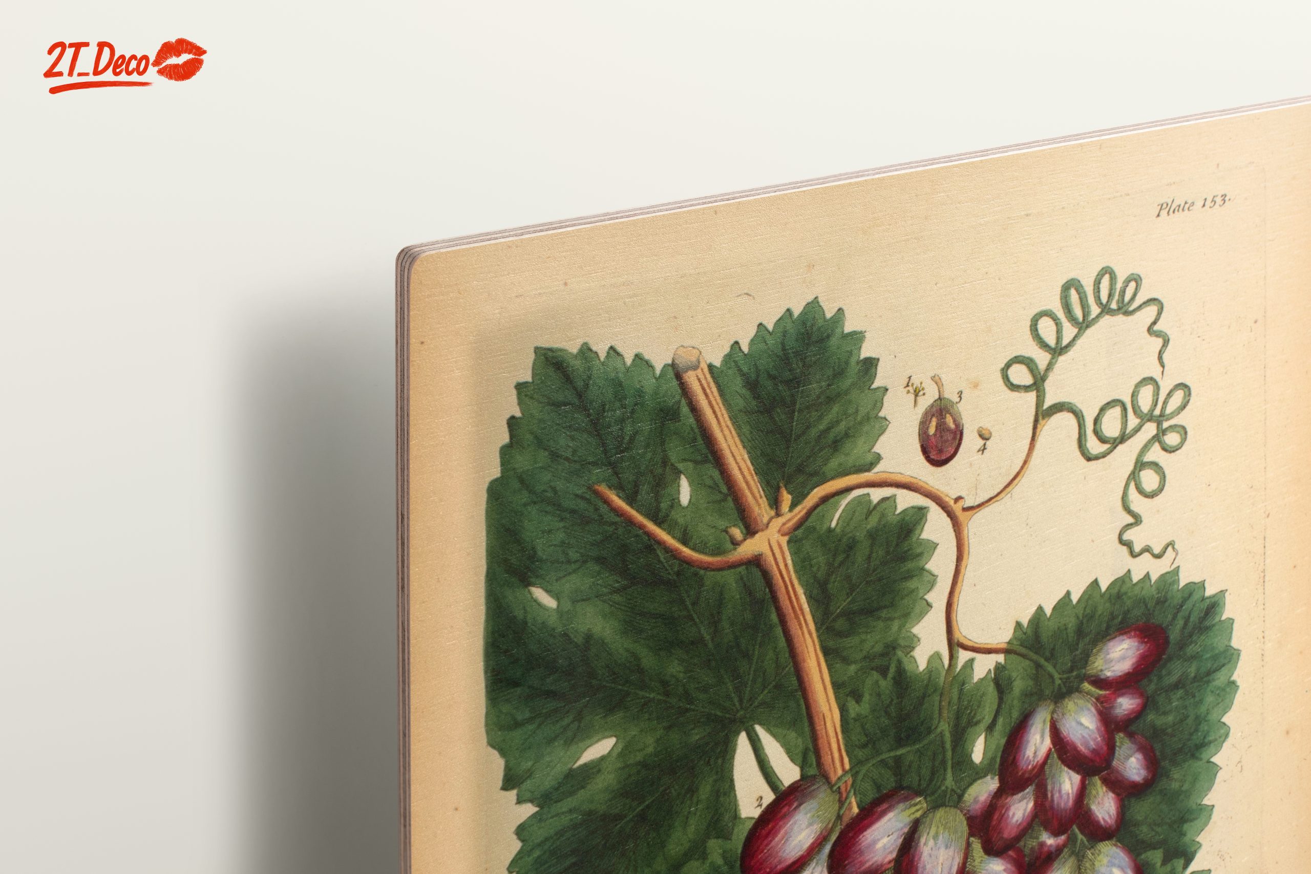 Detailed Botanical Illustration of Grapevine - Image 15