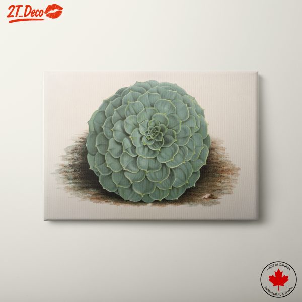 Detailed Succulent Plant Illustration