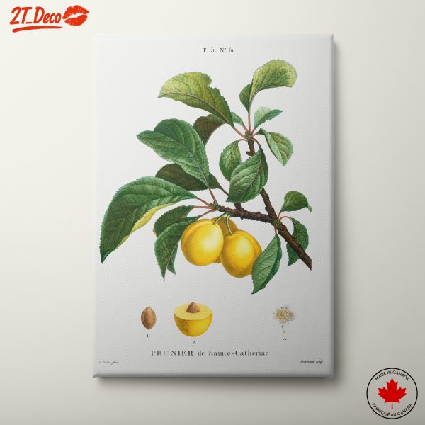 Prunier de Sainte-Catherine Botanical Art