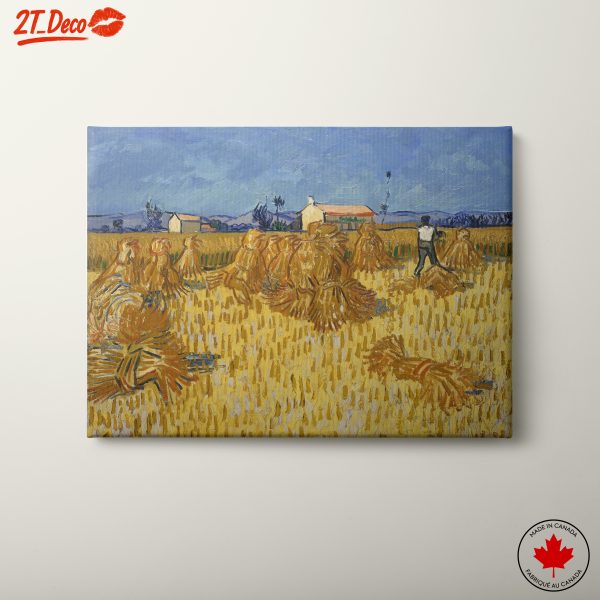 Golden Wheat Field with Harvesting