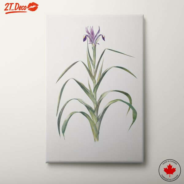 Elegant Iris Botanical Art for Home Decor