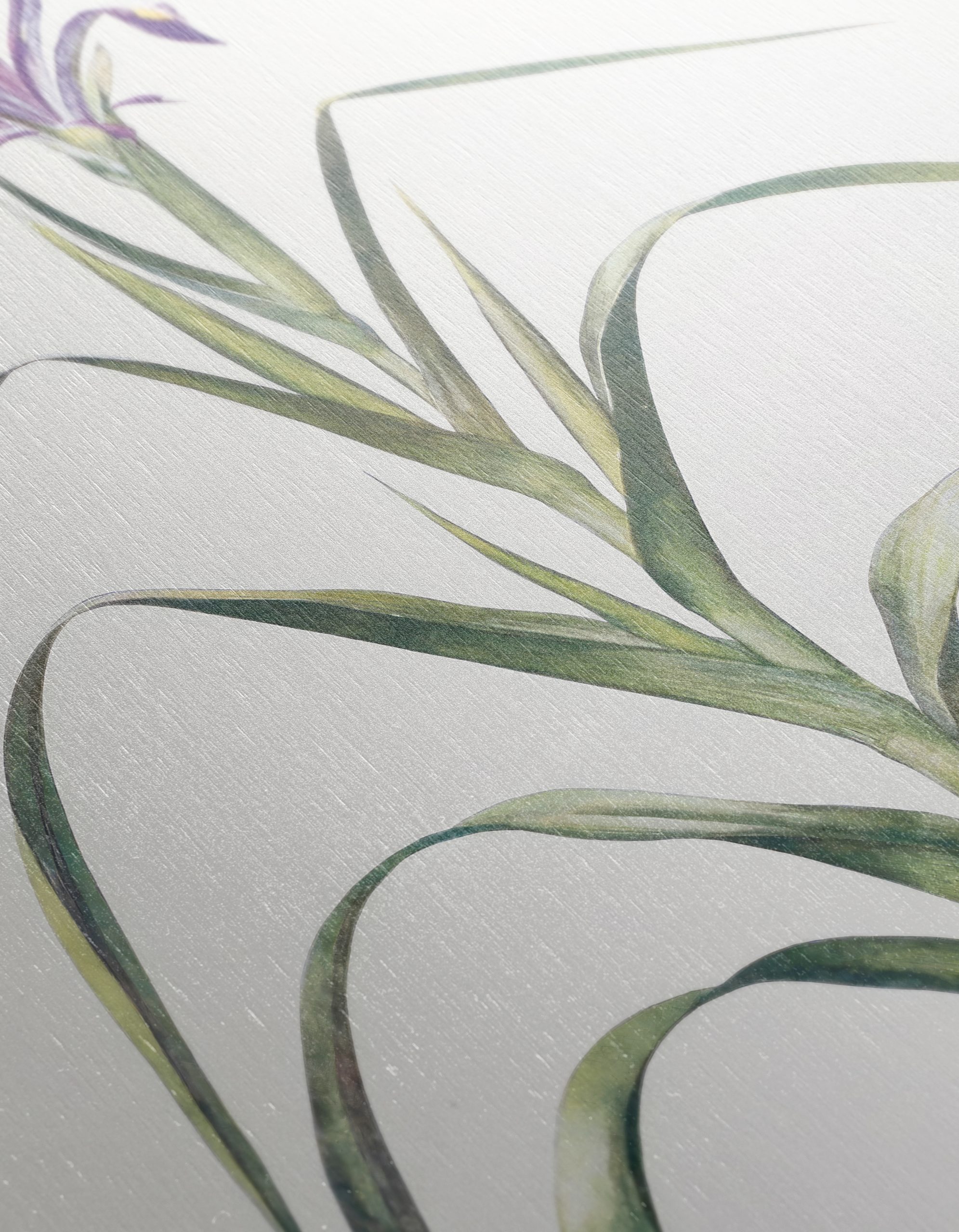 Elegant Iris Botanical Art for Home Decor - Image 12