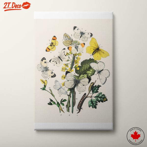 Detailed Entomological Illustration of Butterflies and Caterpillars