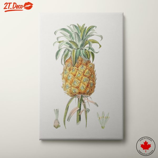 Detailed Botanical Illustration of a Pineapple