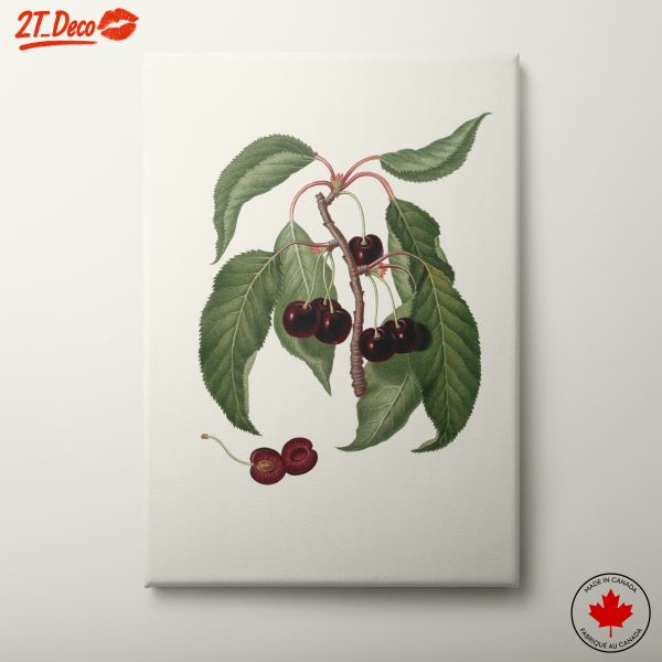 Cherry Botanical Illustration Art