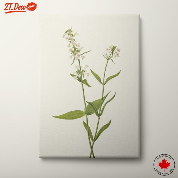 Delicate Botanical Floral Illustration 2