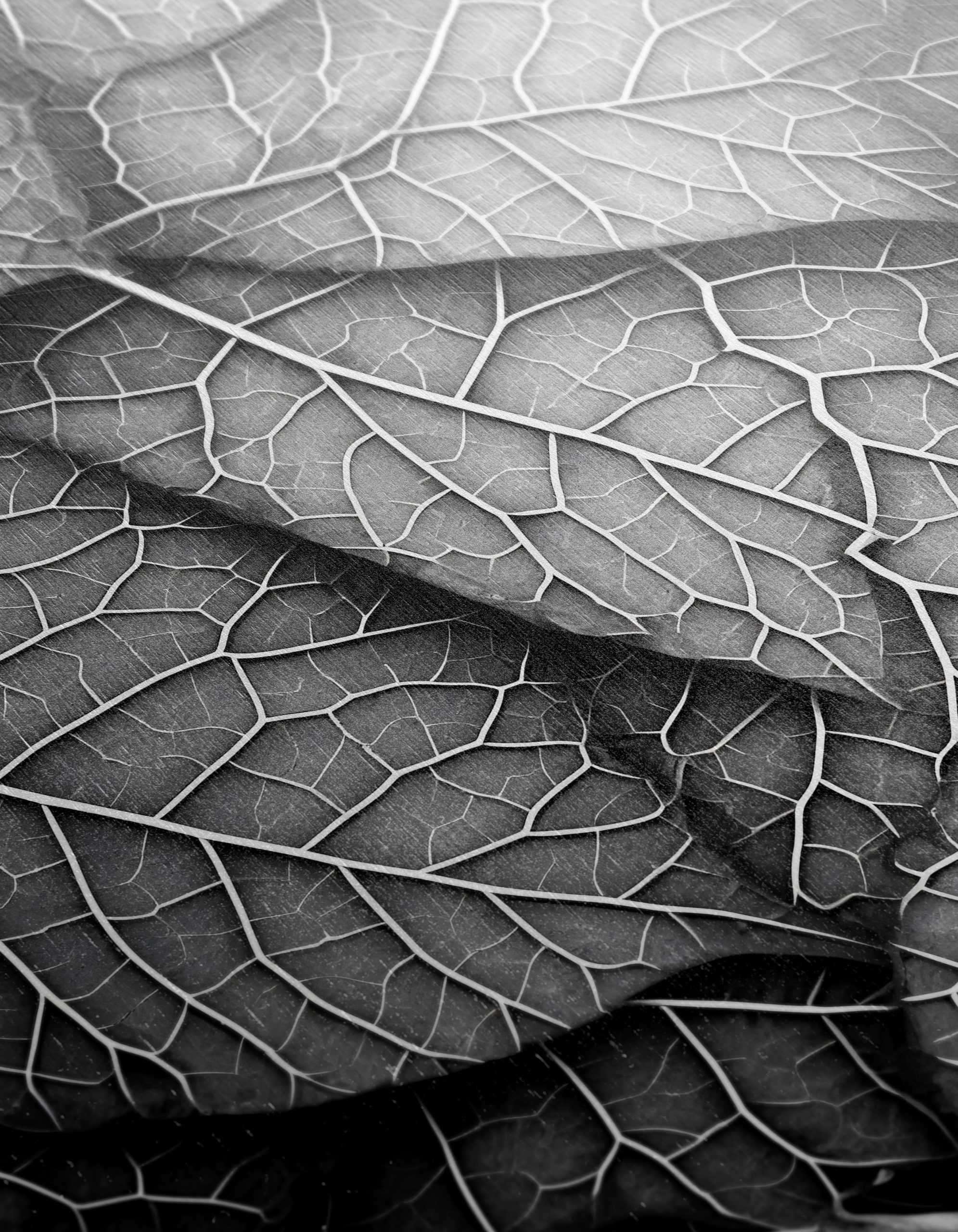 Intricate Black and White Botanical Leaf Art - Image 12