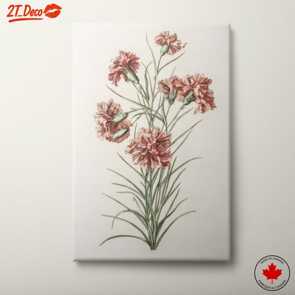 Beautiful Botanical Illustration of Carnations