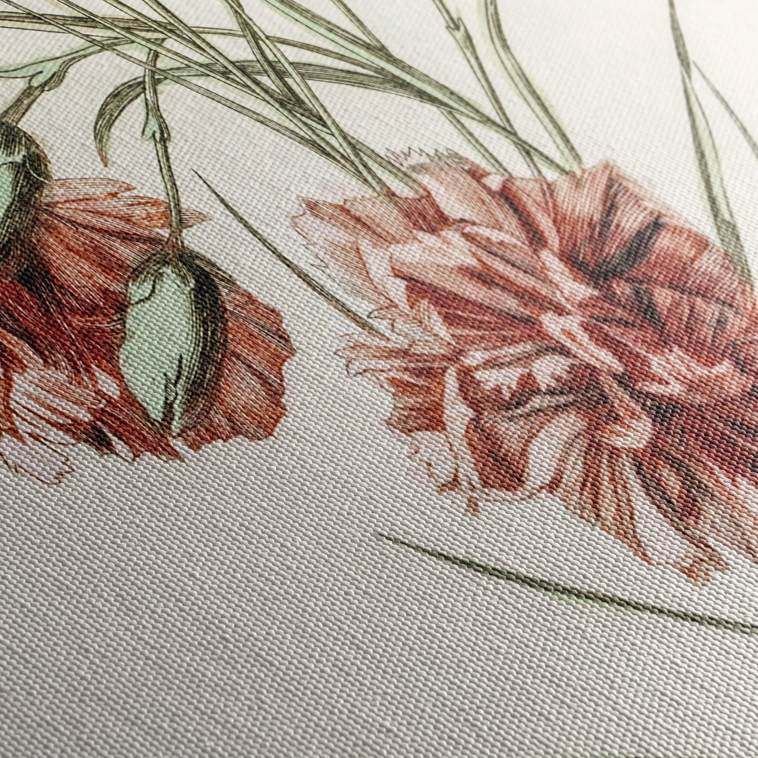 Beautiful Botanical Illustration of Carnations - Image 5