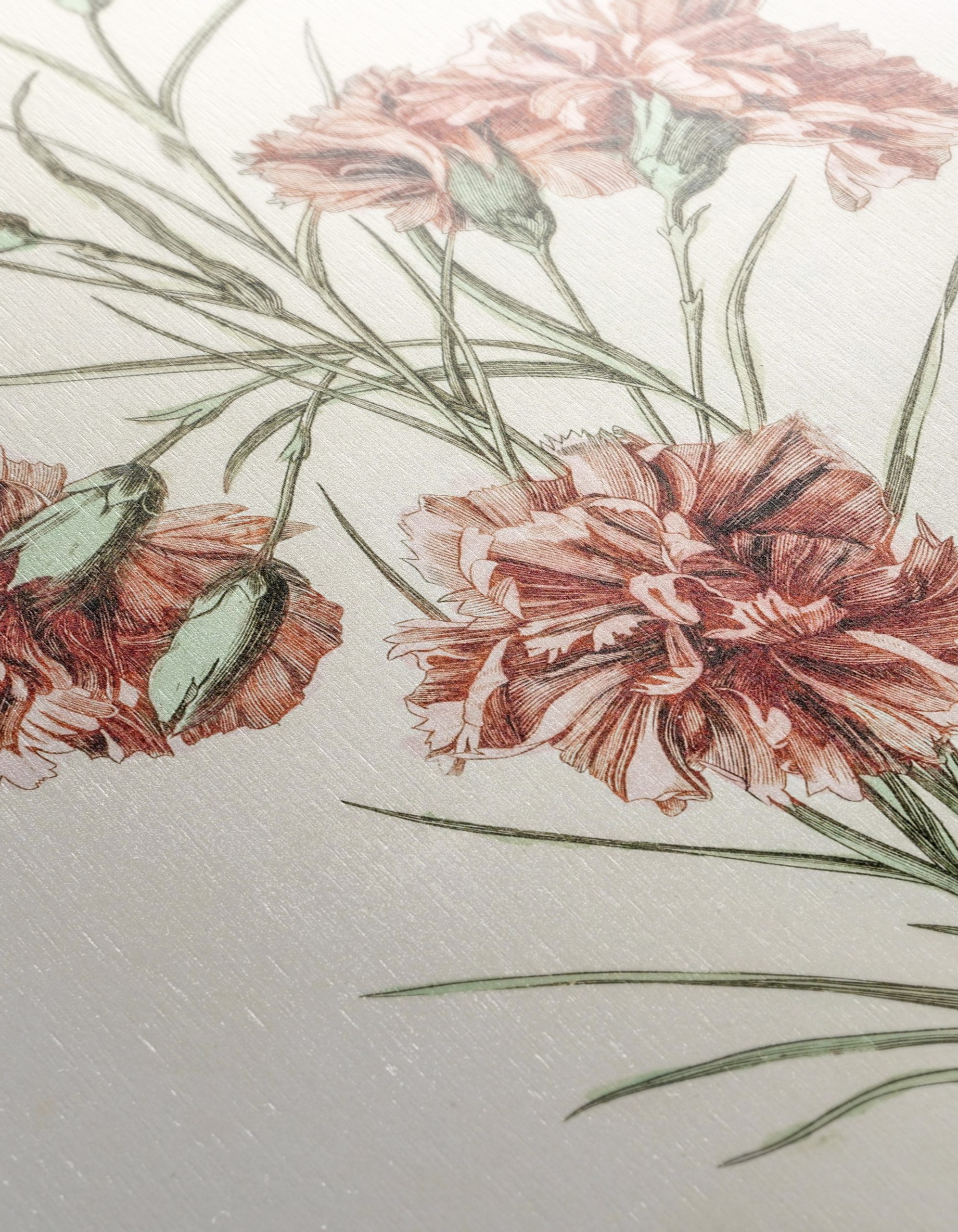 Beautiful Botanical Illustration of Carnations - Image 12