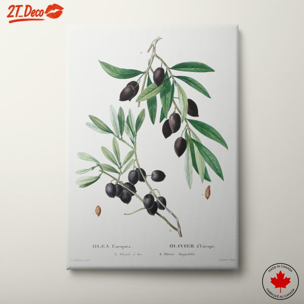 Elegant Botanical Art Featuring Olive Branches