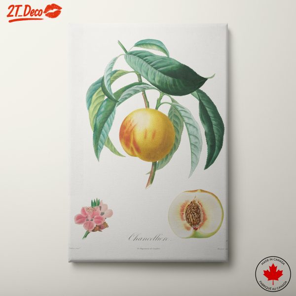 Charming Botanical Illustration of a Peach Tree