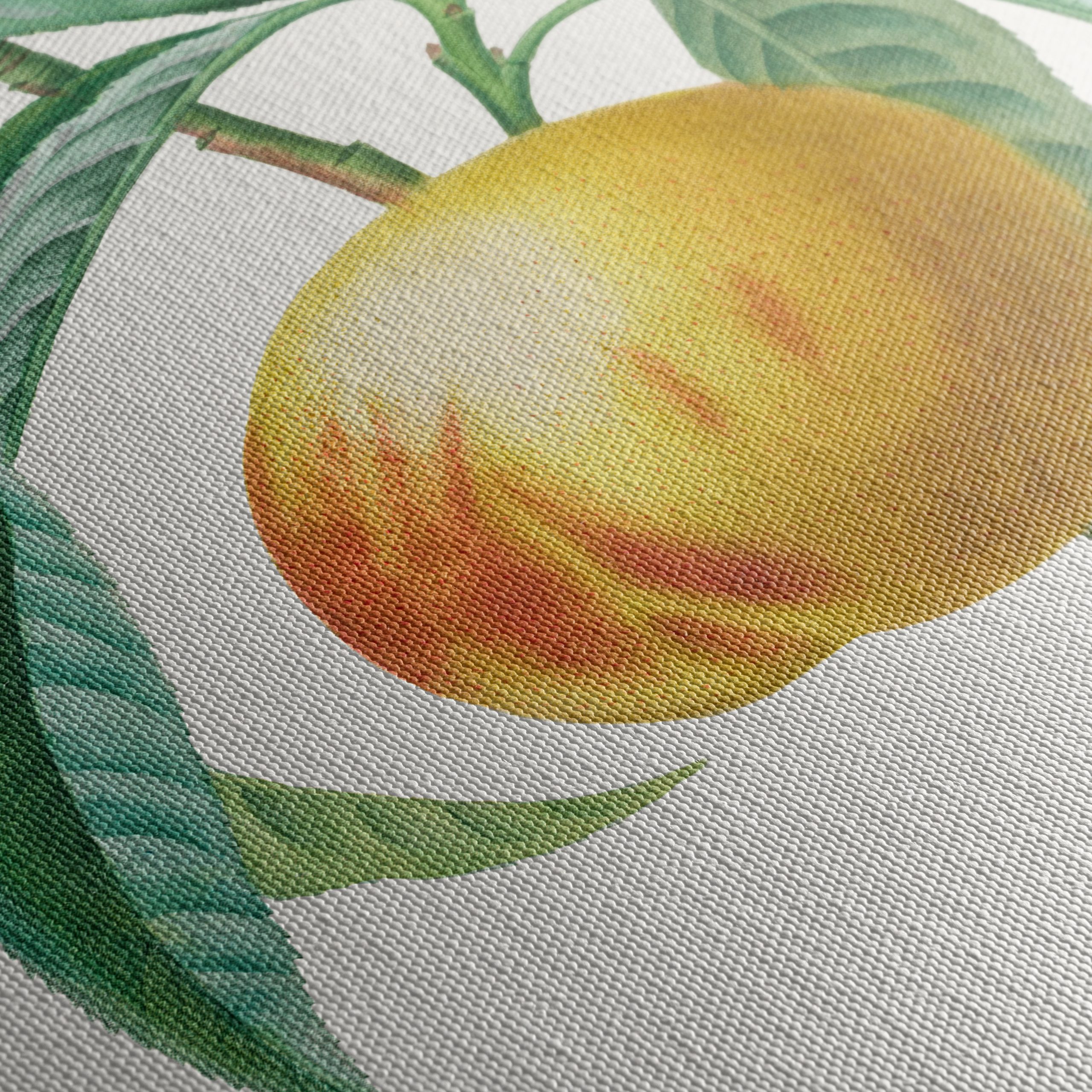Charming Botanical Illustration of a Peach Tree - Image 5