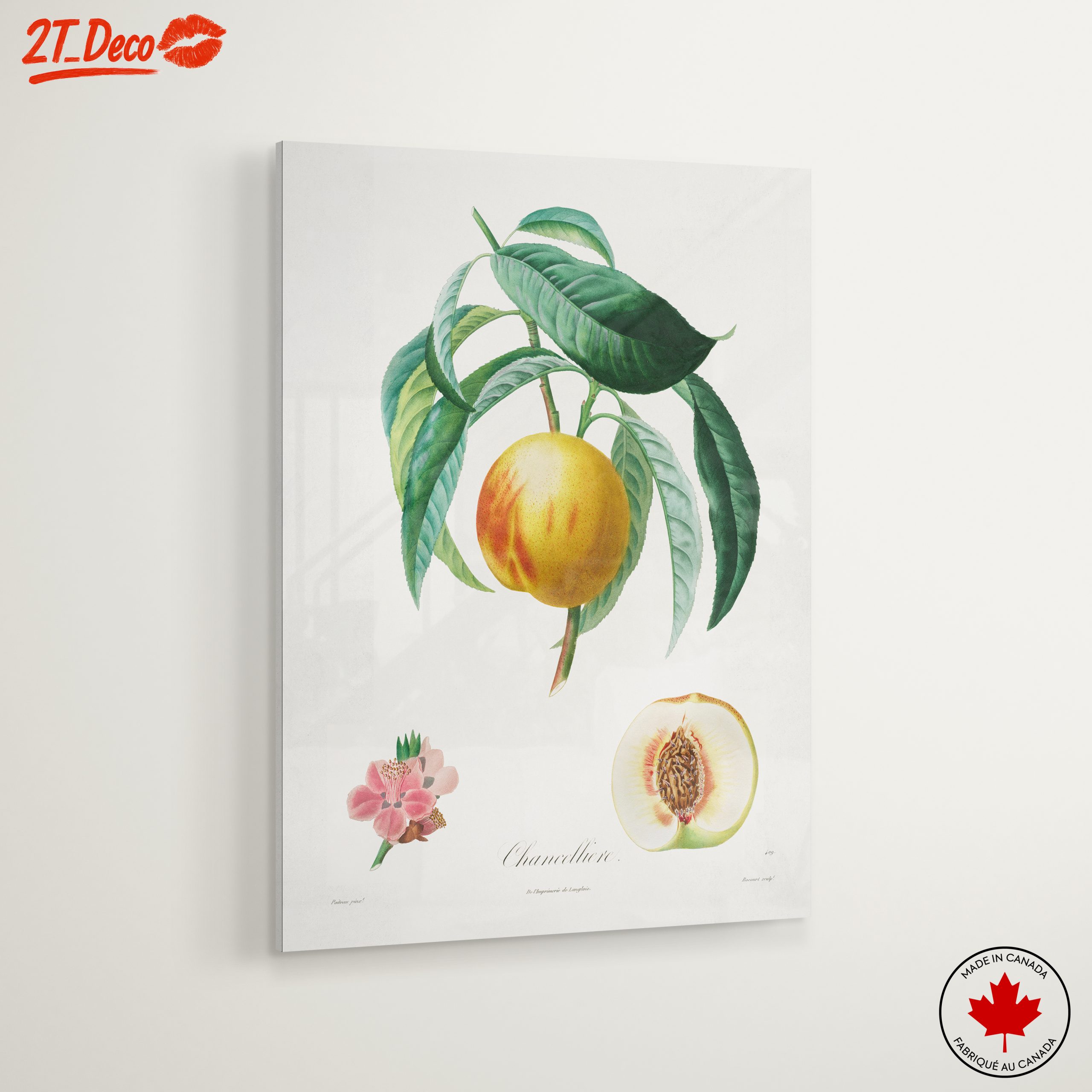 Charming Botanical Illustration of a Peach Tree - Image 6