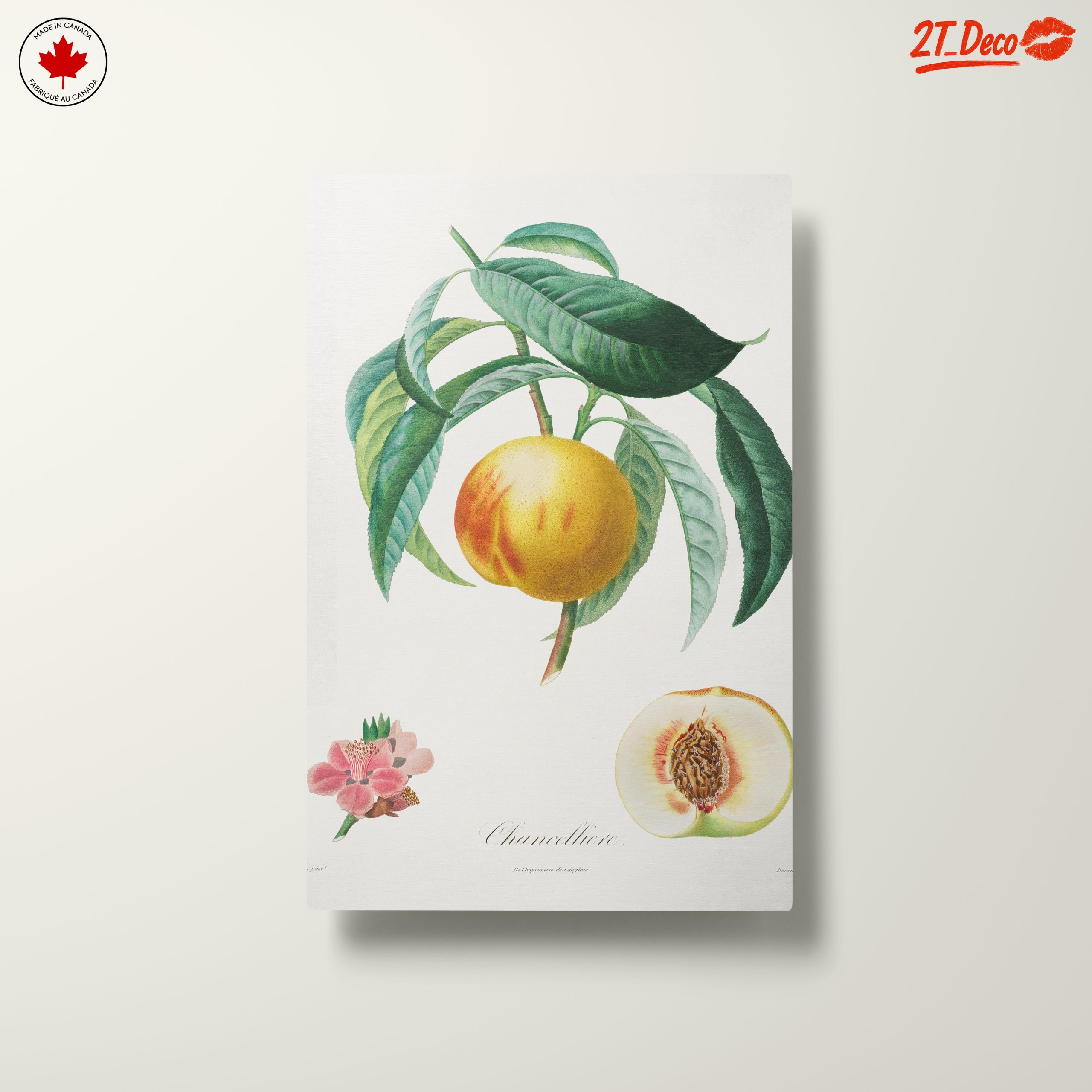 Charming Botanical Illustration of a Peach Tree - Image 10