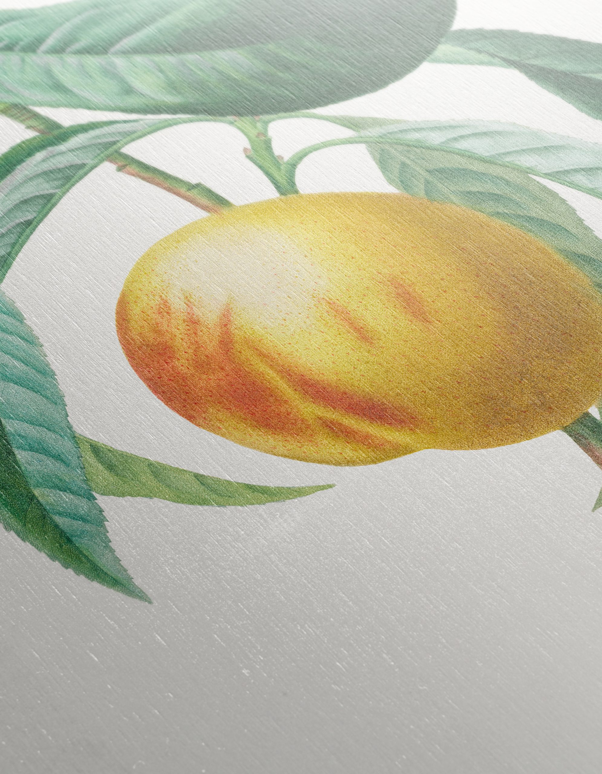 Charming Botanical Illustration of a Peach Tree - Image 12