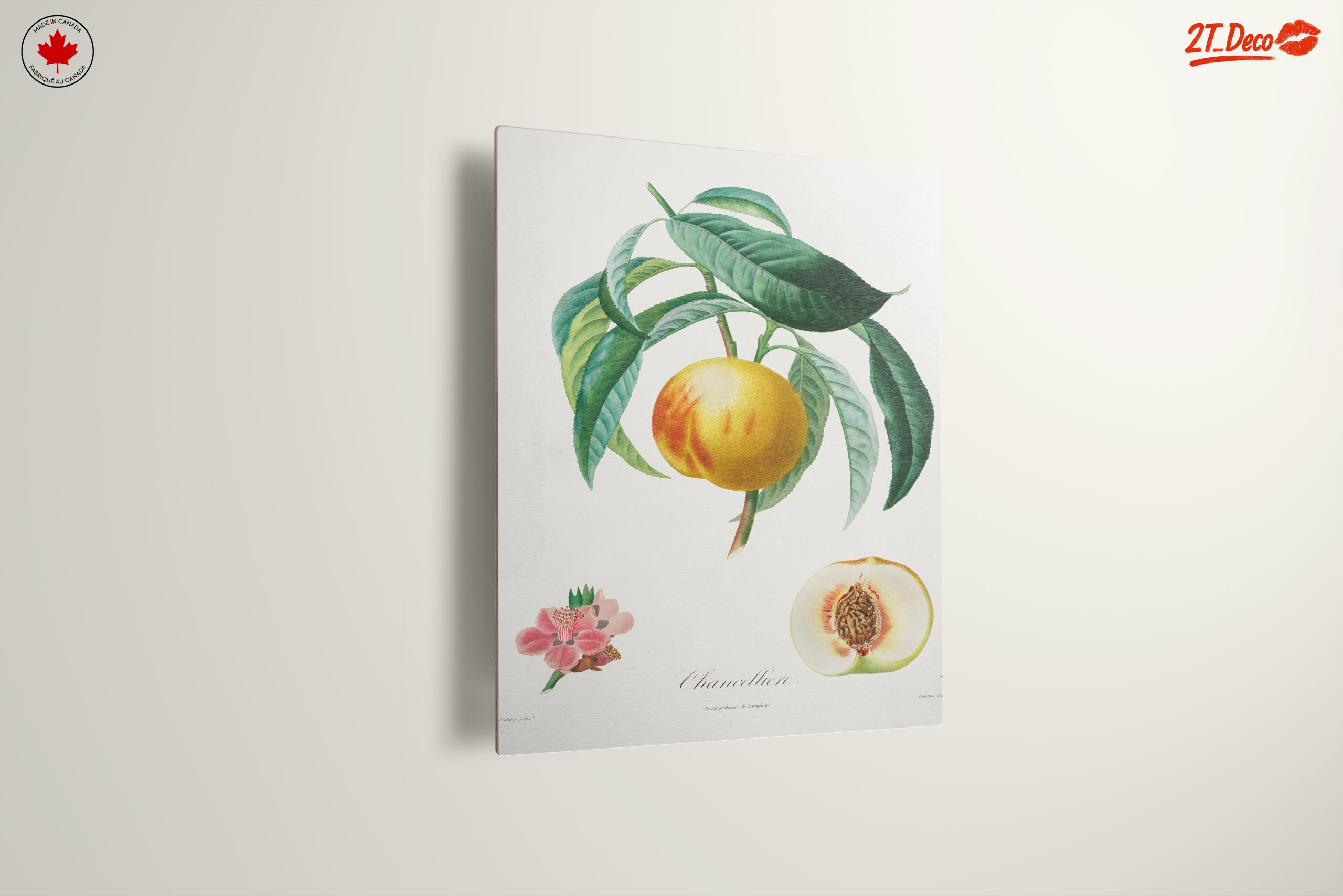 Charming Botanical Illustration of a Peach Tree - Image 13