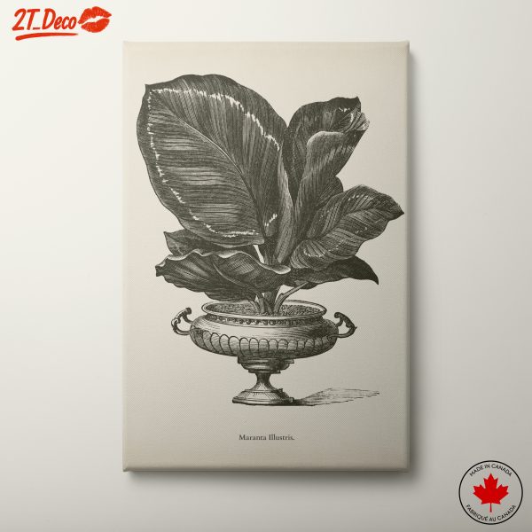 Detailed Botanical Illustration of Maranta