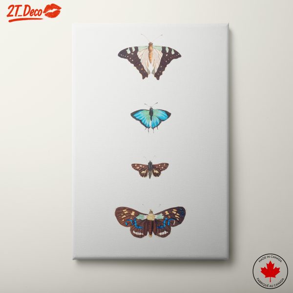 Detailed Butterfly Illustrations for Nature Lovers