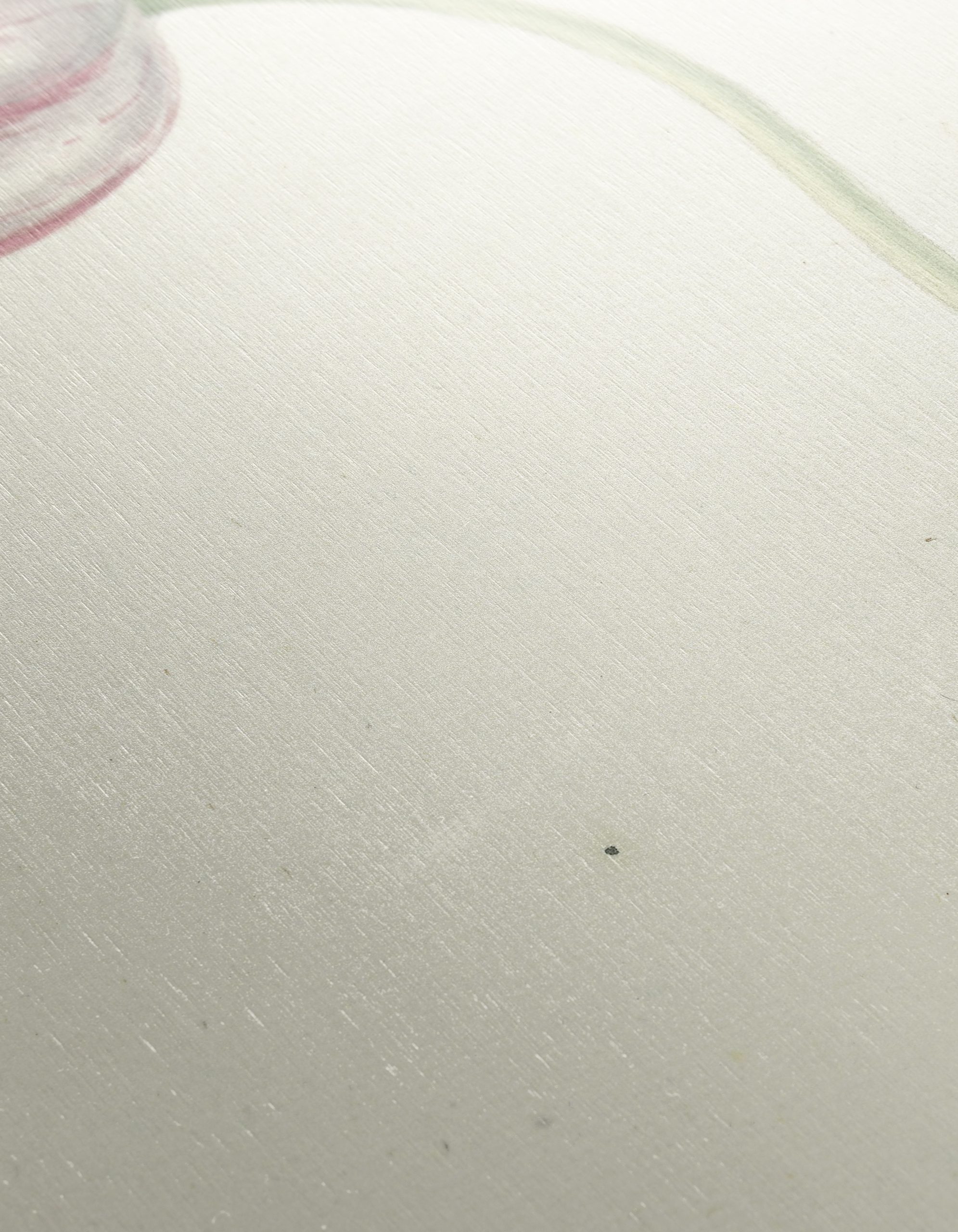 Delicate Botanical Tulip Artwork - Image 12