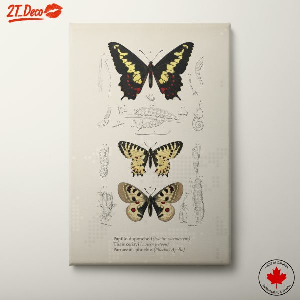 Detailed Butterfly Illustrations 2