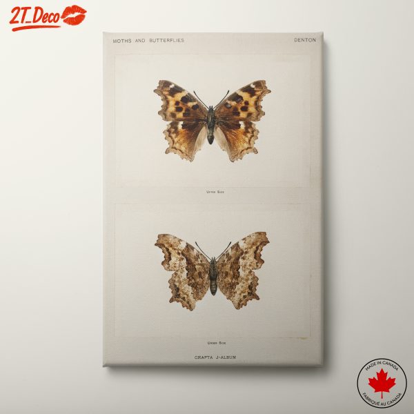 Detailed Butterfly Illustration Art 2