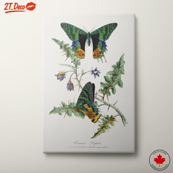 Beautiful Butterflies in Nature