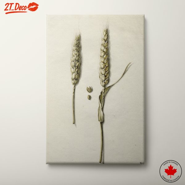 Delicate Wheat Botanical Illustration