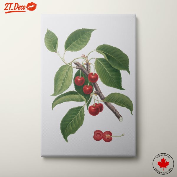 Realistic Botanical Illustration of Cherry