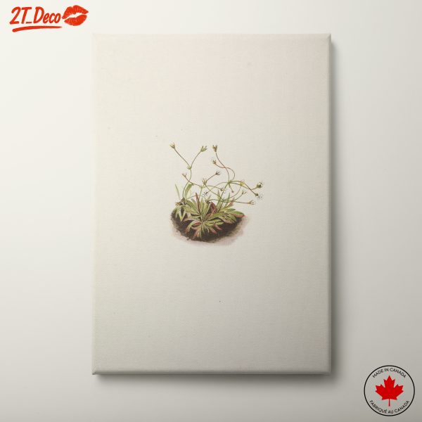 Delicate Botanical Illustration of Wild Plants