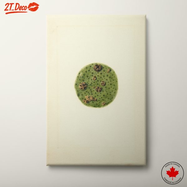 Green Botanical Illustration with Seed Pods