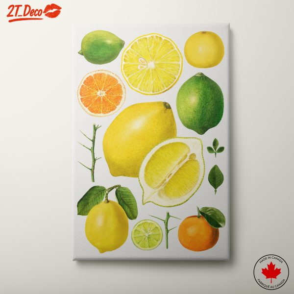 Stylized Citrus Fruit Artistic Composition