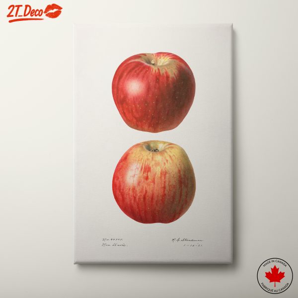 Stylized Apple Abstract Art