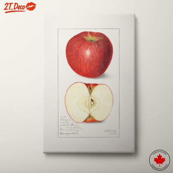 Stylized Apple Illustration