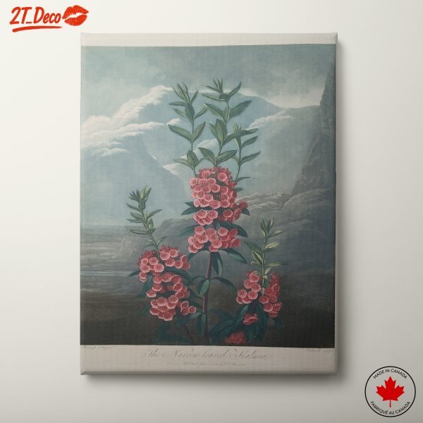 Stunning Botanical Art of Narrow-leaved Shalania