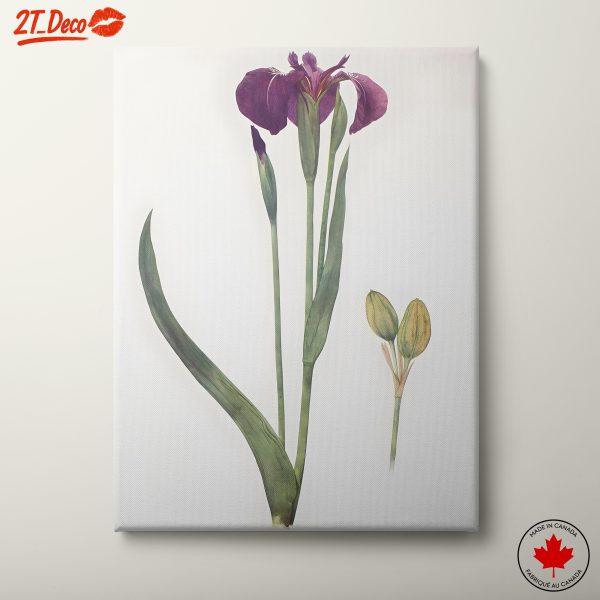 Elegant Purple Iris Botanical Art