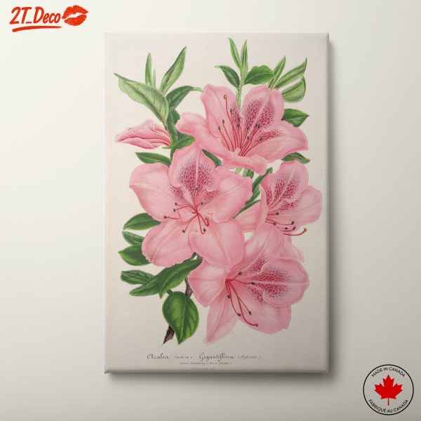 Beautiful Botanical Illustration of Pink Flowers