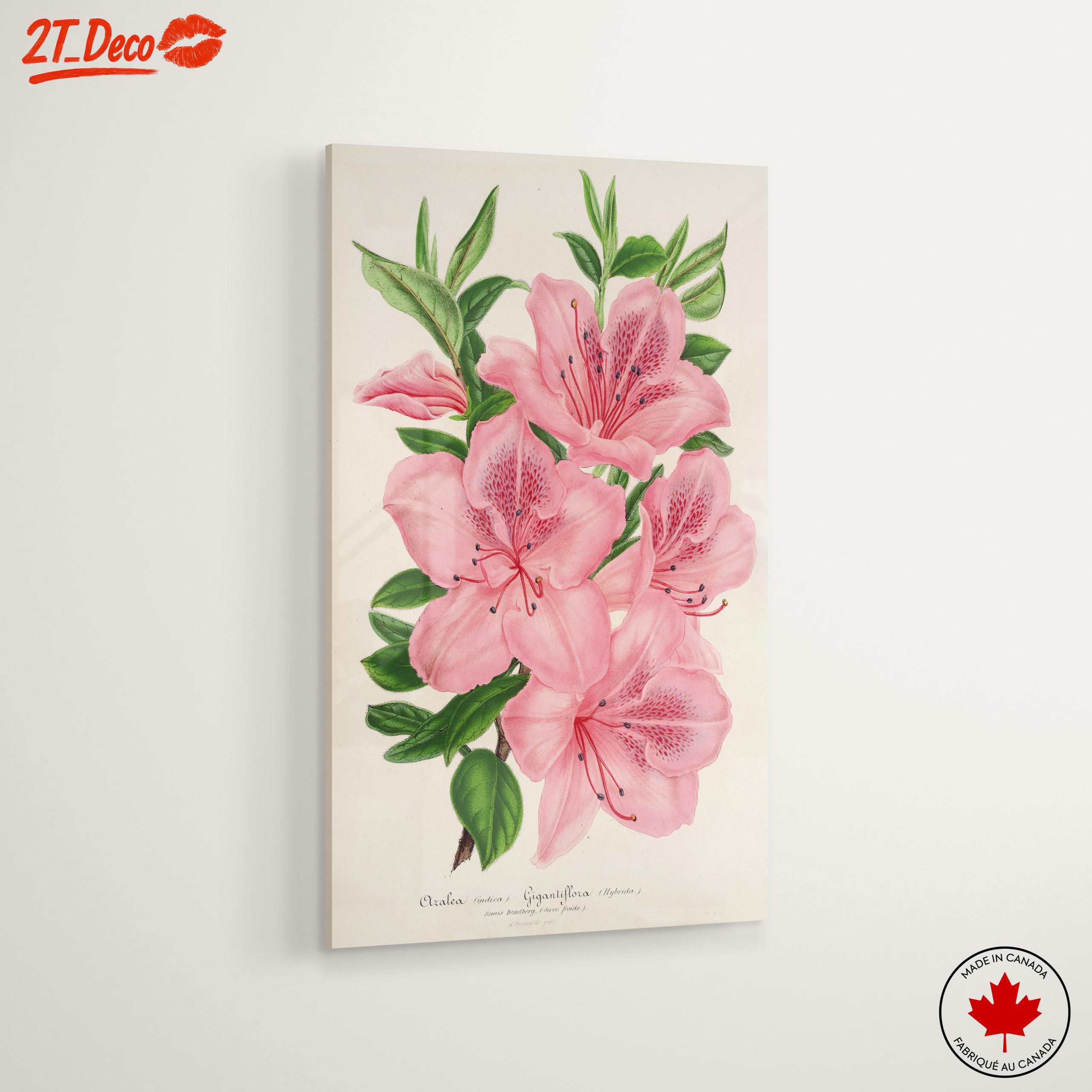 Beautiful Botanical Illustration of Pink Flowers - Image 6