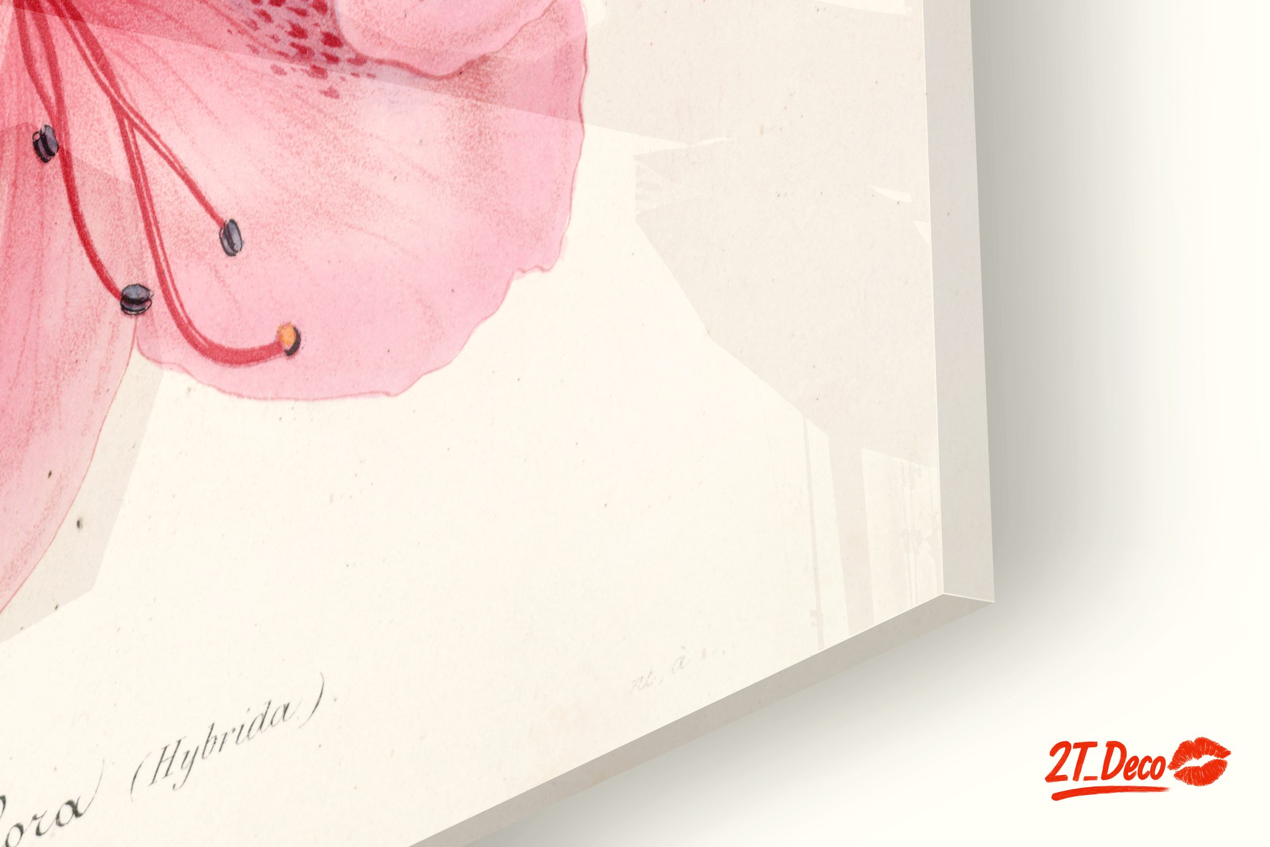 Beautiful Botanical Illustration of Pink Flowers - Image 9