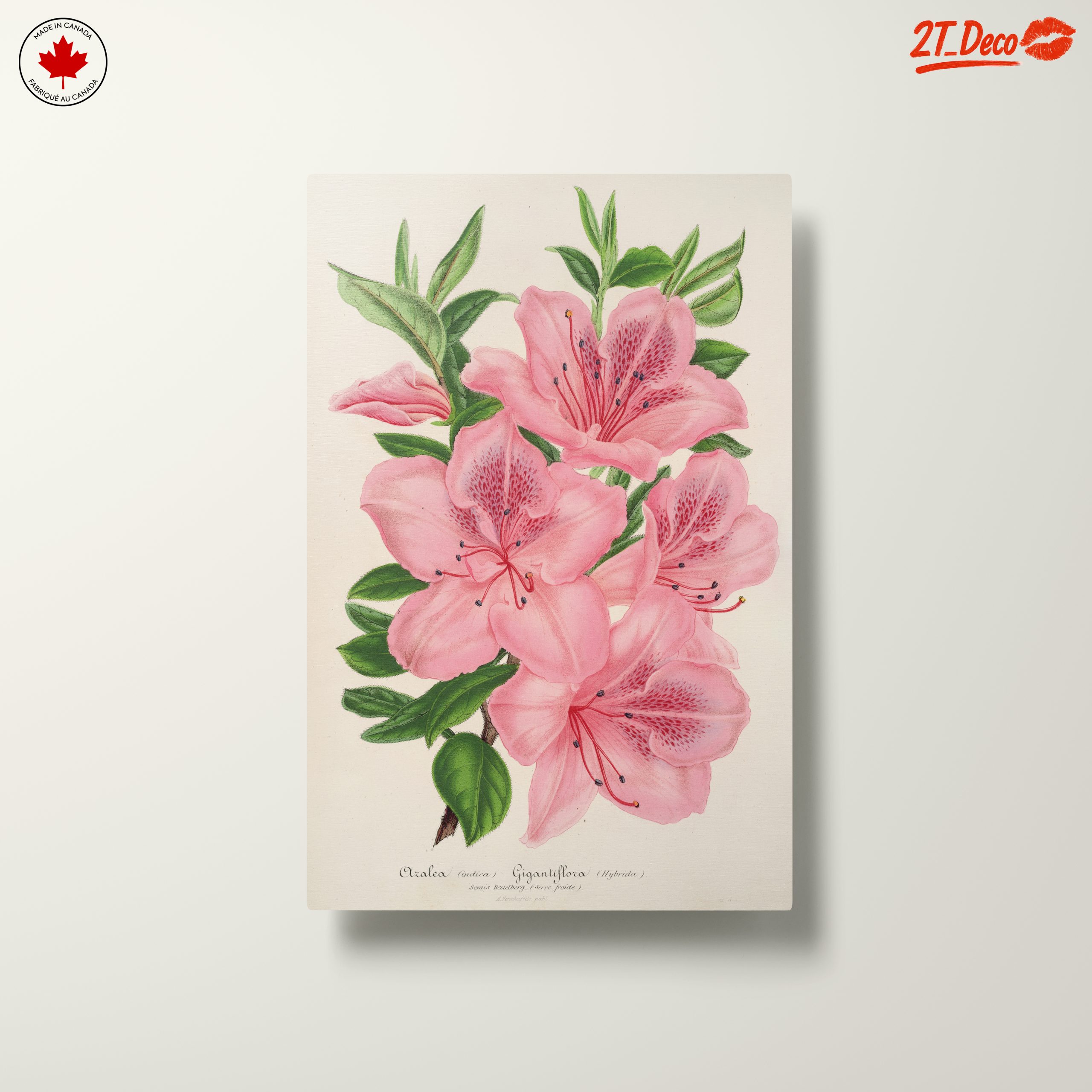 Beautiful Botanical Illustration of Pink Flowers - Image 10