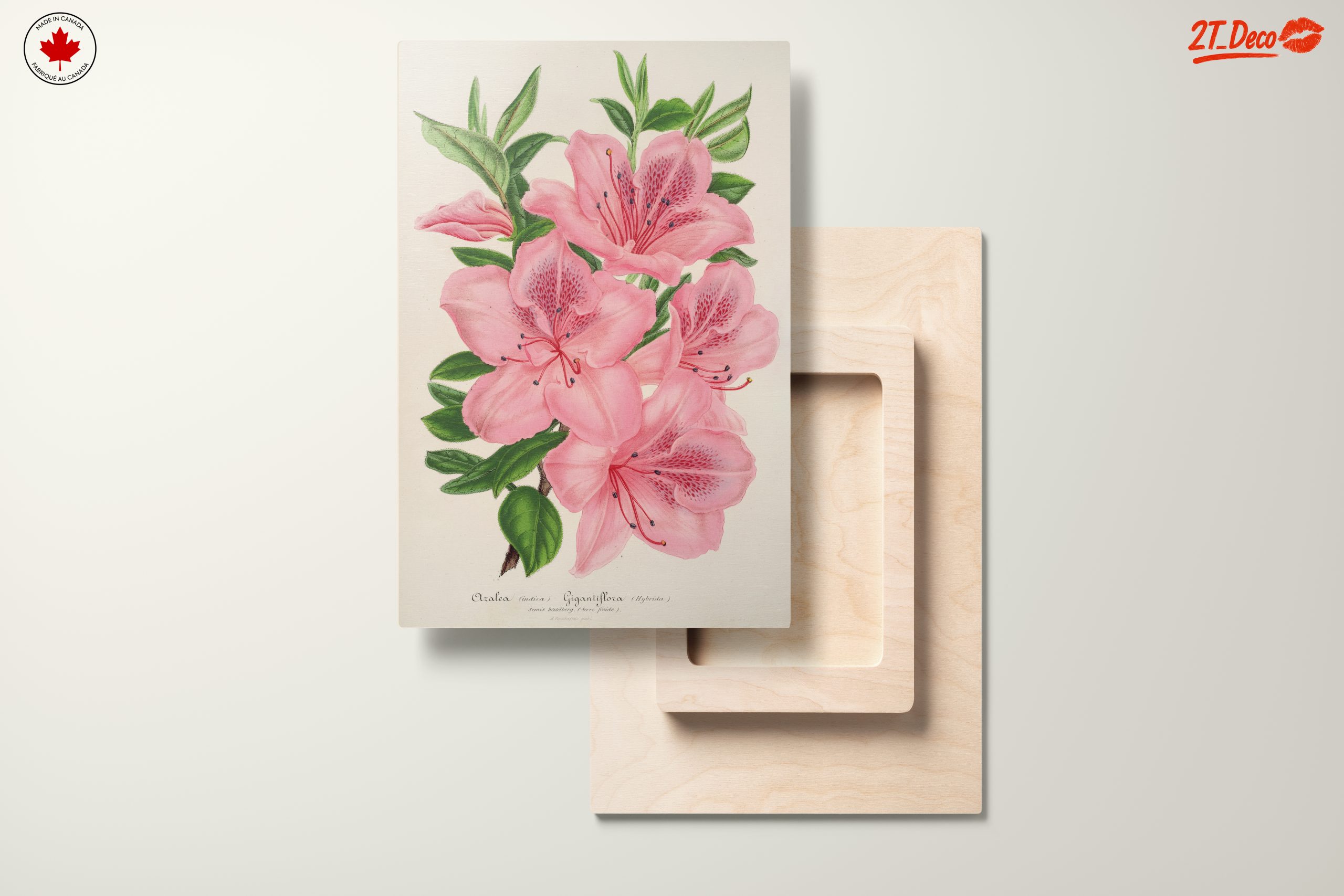 Beautiful Botanical Illustration of Pink Flowers - Image 11