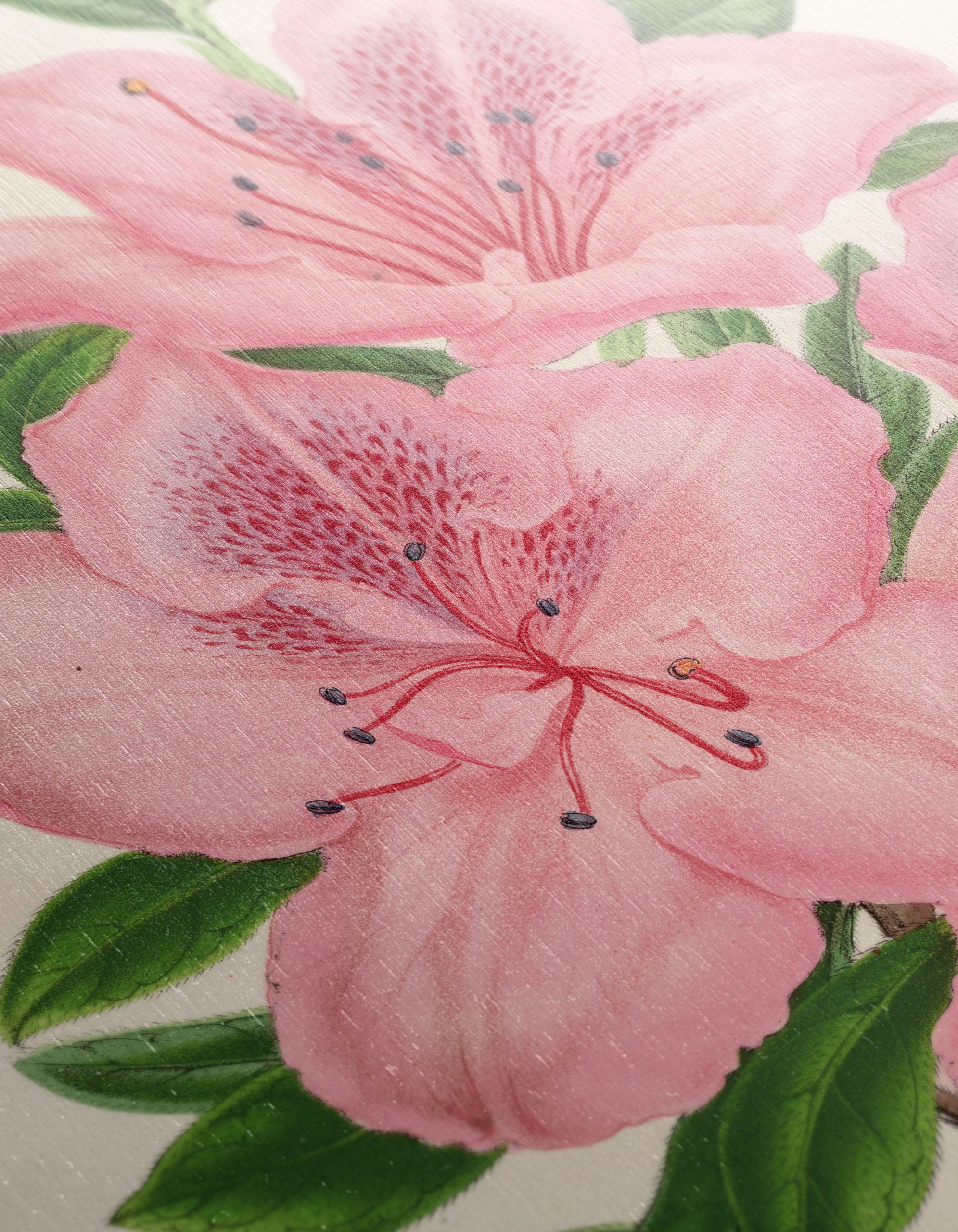 Beautiful Botanical Illustration of Pink Flowers - Image 12
