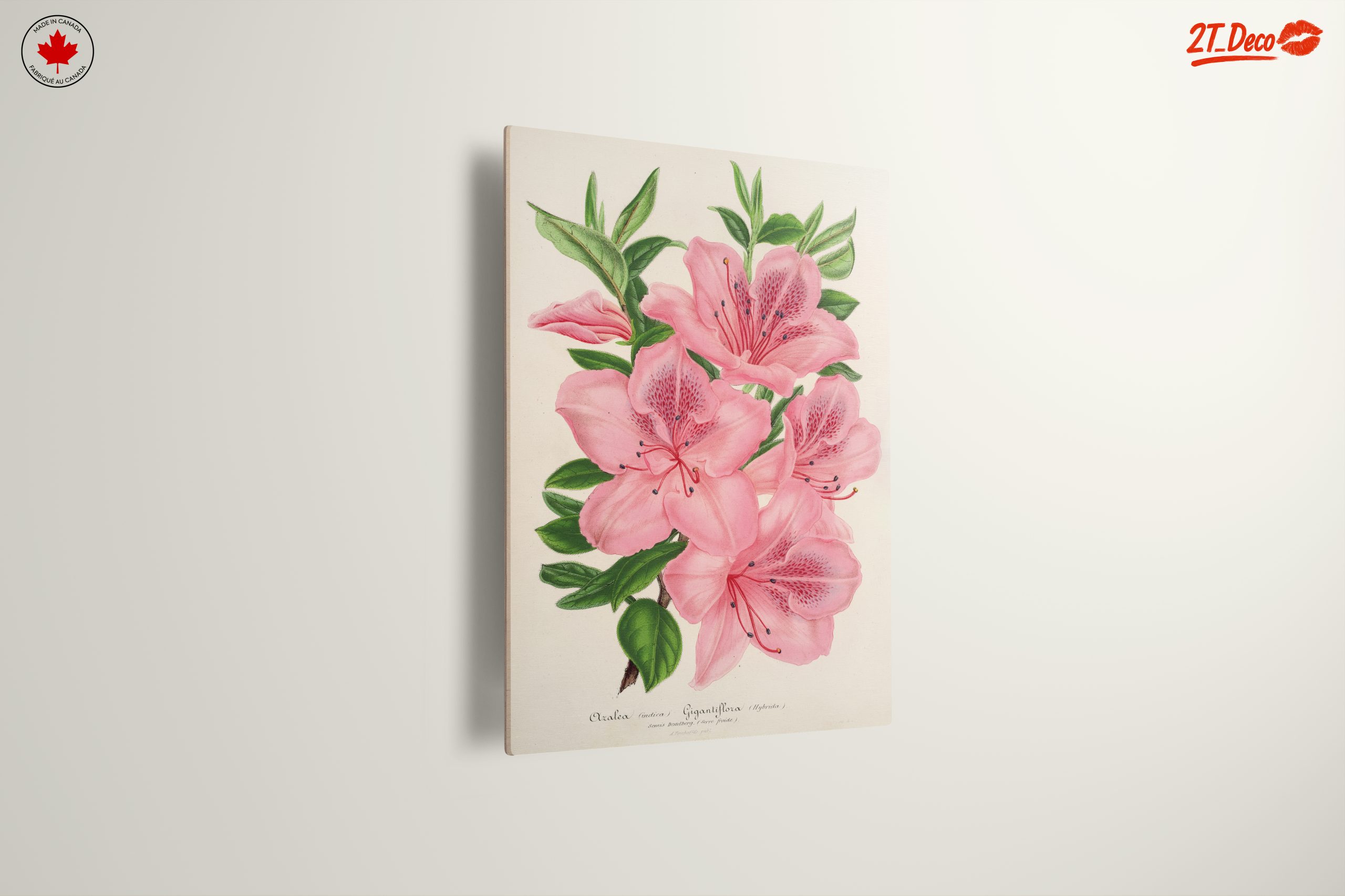 Beautiful Botanical Illustration of Pink Flowers - Image 13