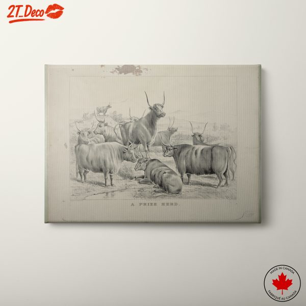 Prize Herd of Cattle Art