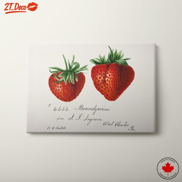 Brandywine Strawberry Botanical Illustration Art
