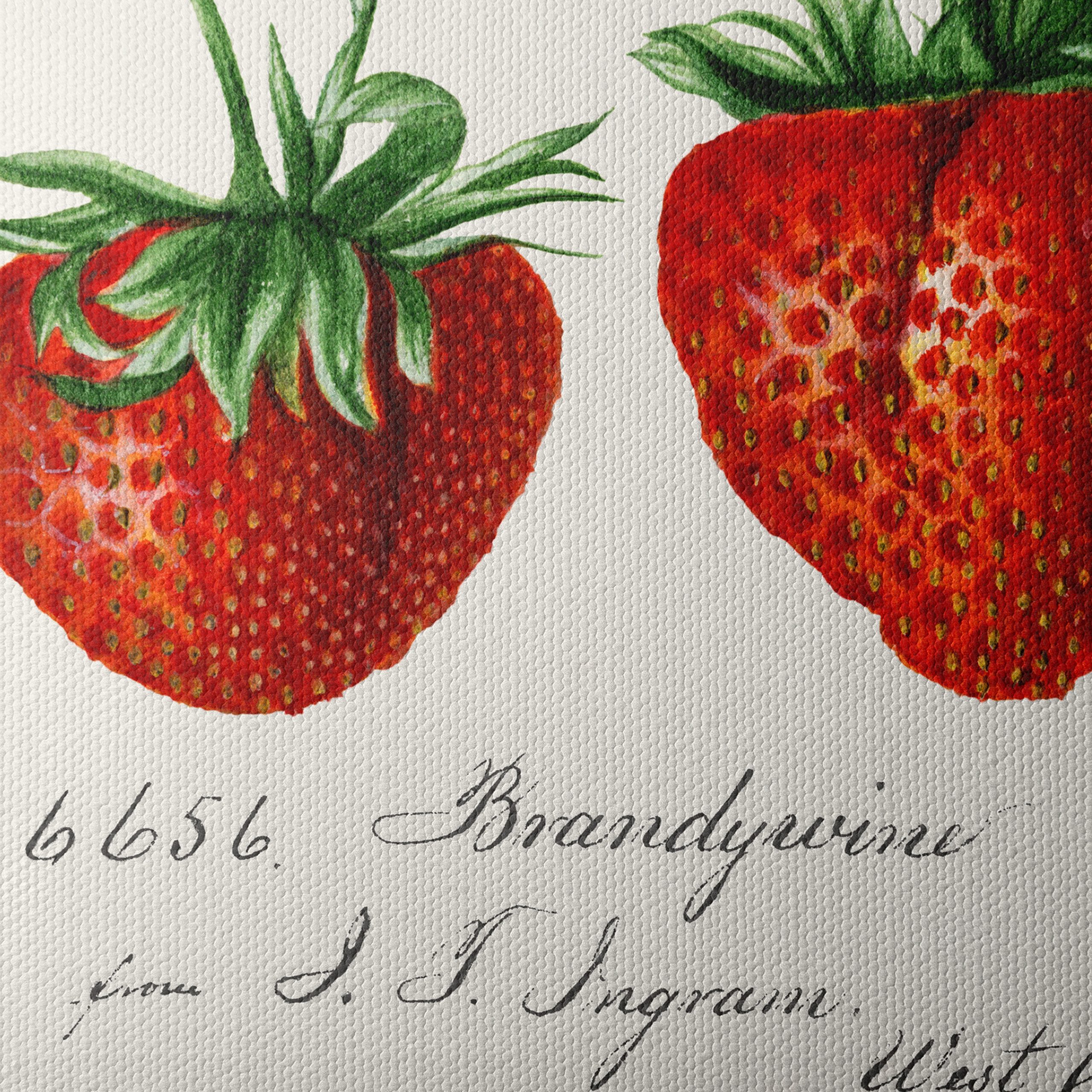 Brandywine Strawberry Botanical Illustration Art - Image 4