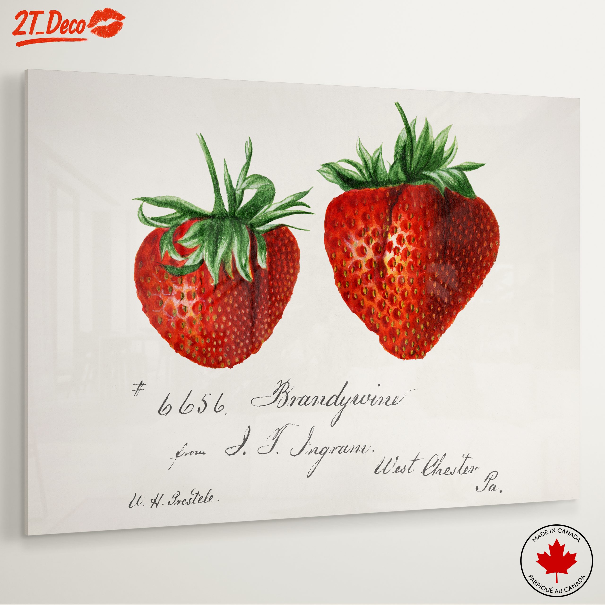 Brandywine Strawberry Botanical Illustration Art - Image 6
