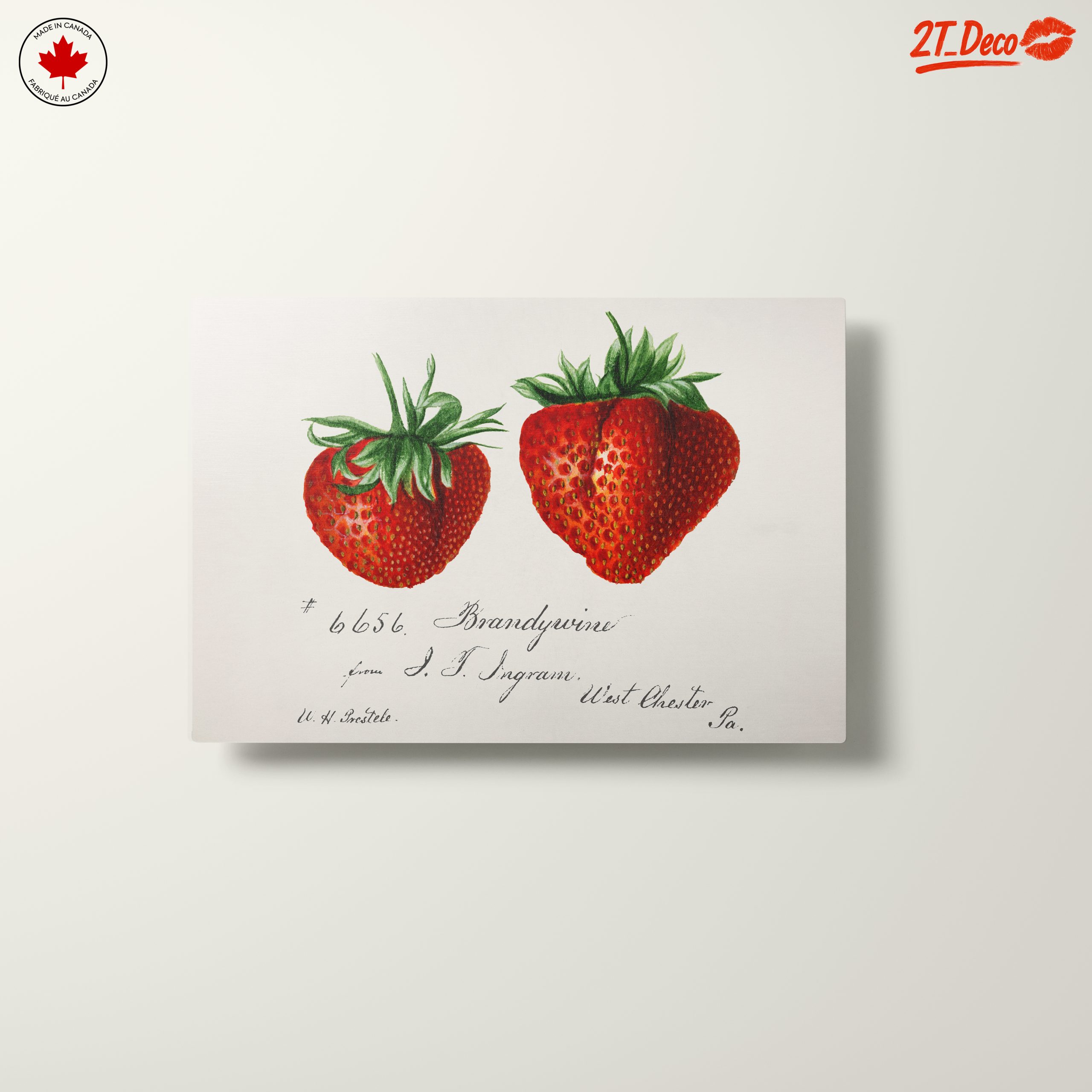 Brandywine Strawberry Botanical Illustration Art - Image 10