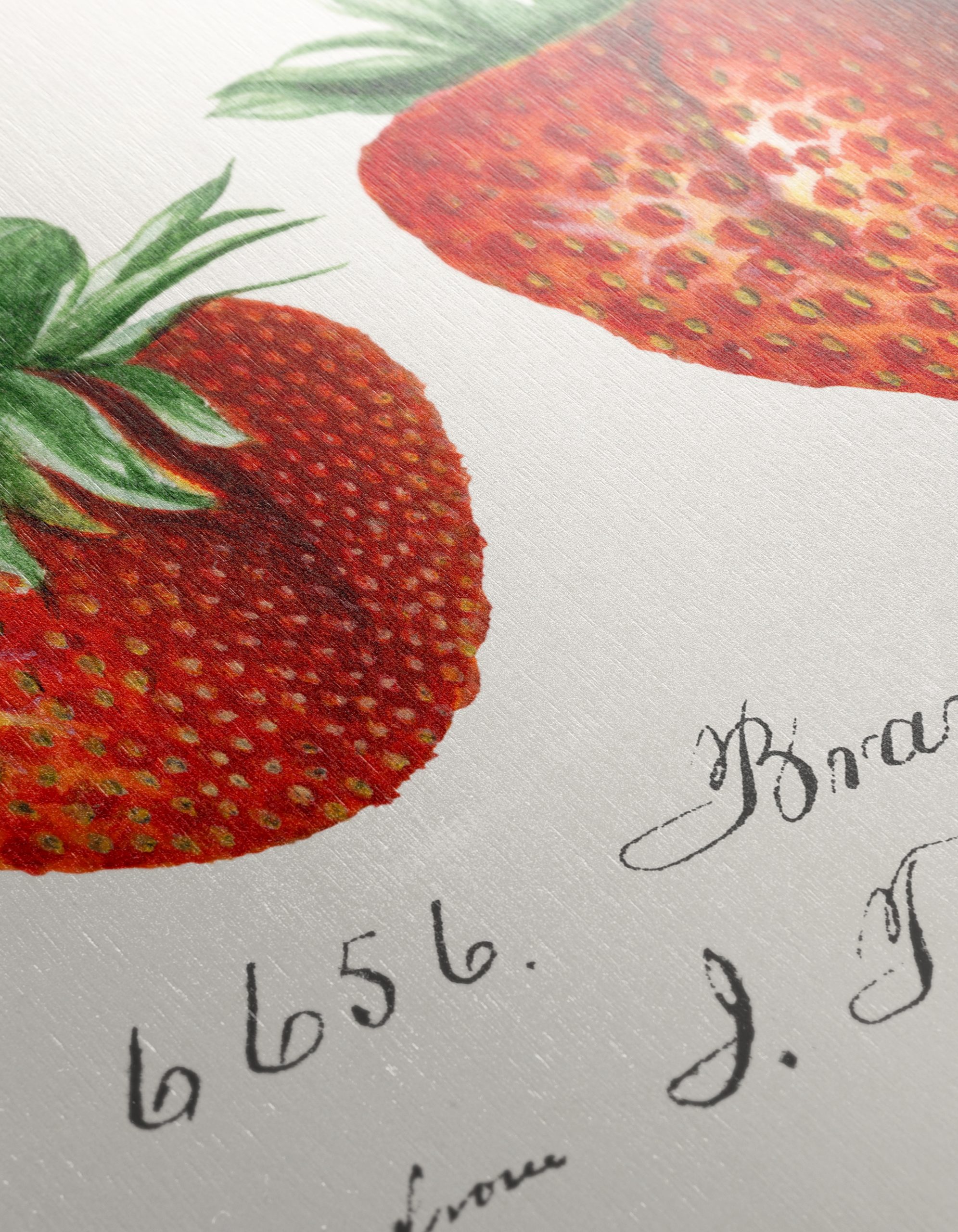 Brandywine Strawberry Botanical Illustration Art - Image 12